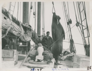 Image of Paul Eitel and Walrus